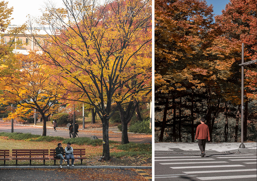 Seoul National University Autumn Foliage