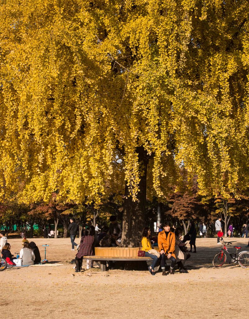 Under the Gingko Tree in Seoul Forest