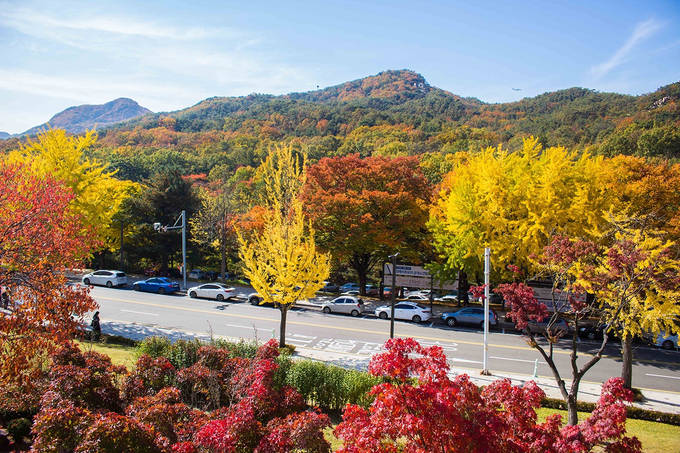 View of SNU Autumn Foliage