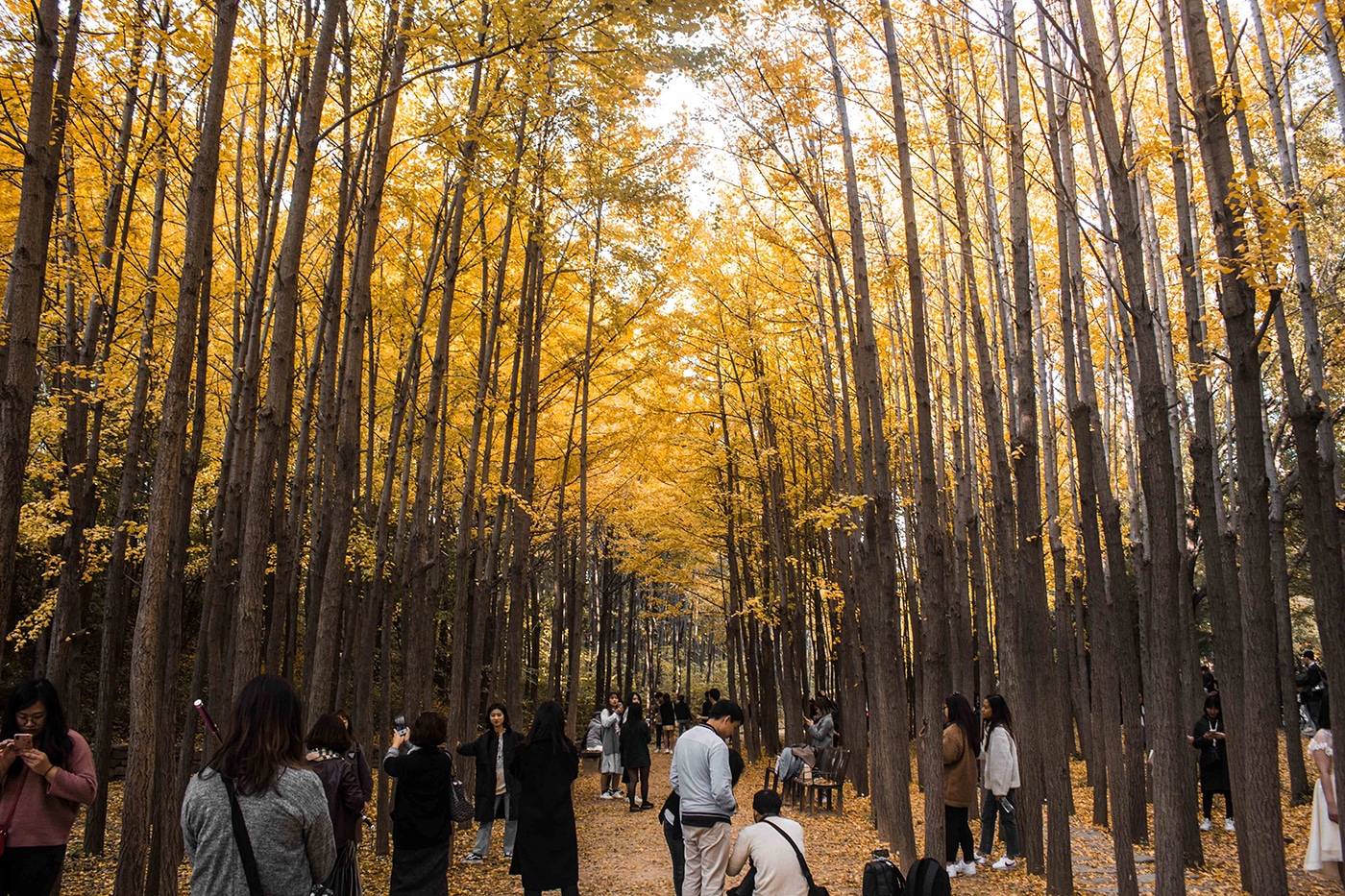 Autumn Version of Arashiyama Bamboo forest