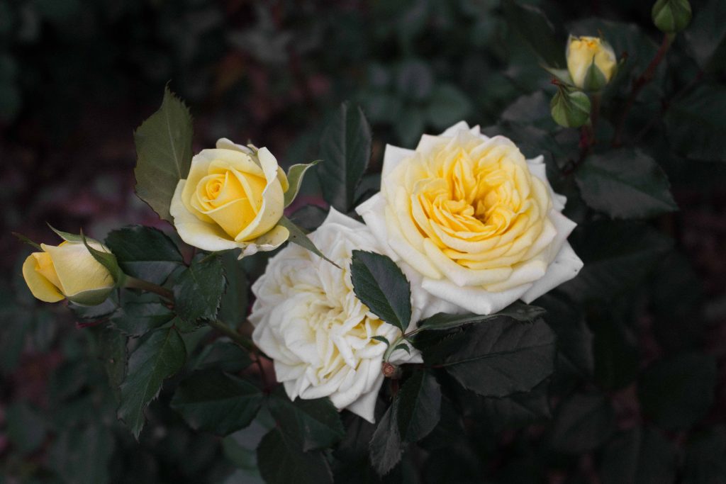 Close up of a white and yellow rose in Seoul Olympic Park