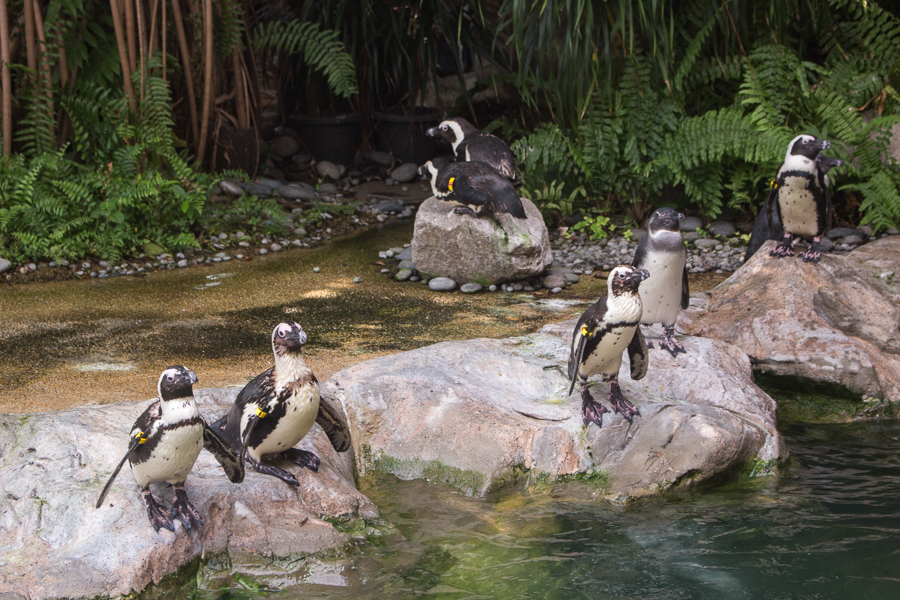 Jurong Bird Park Outdoor Penguin Coast