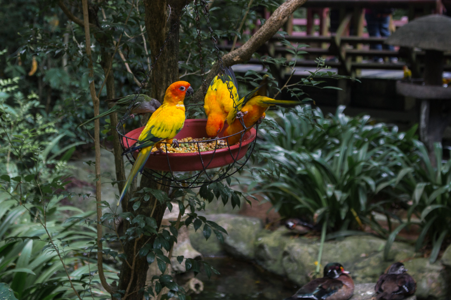 Jungle Jewels in Jurong Bird Park