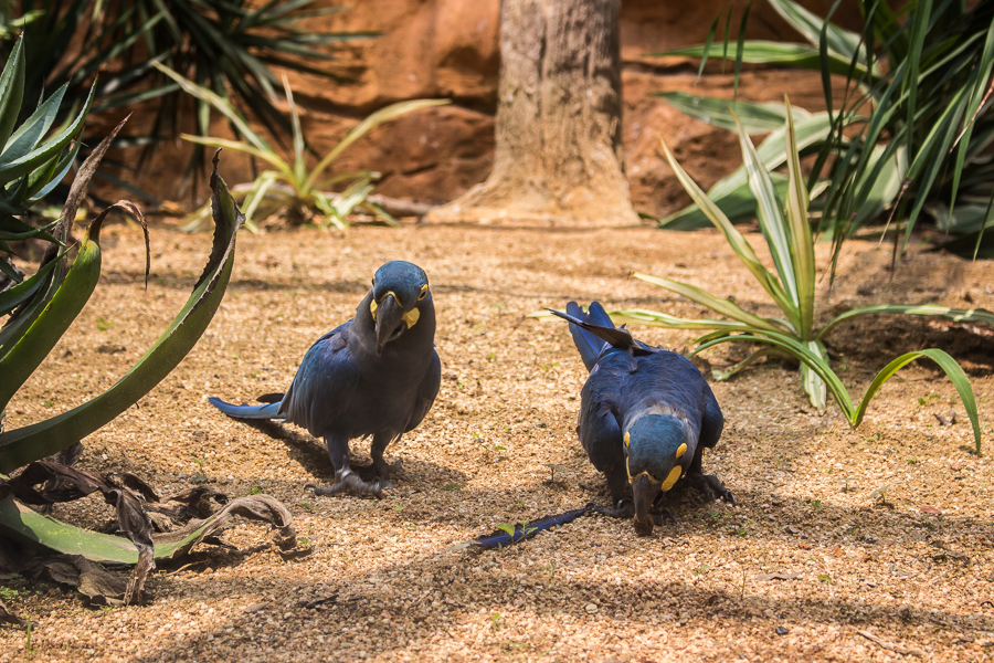 Rare Blue Macaws in Jurong Bird Park