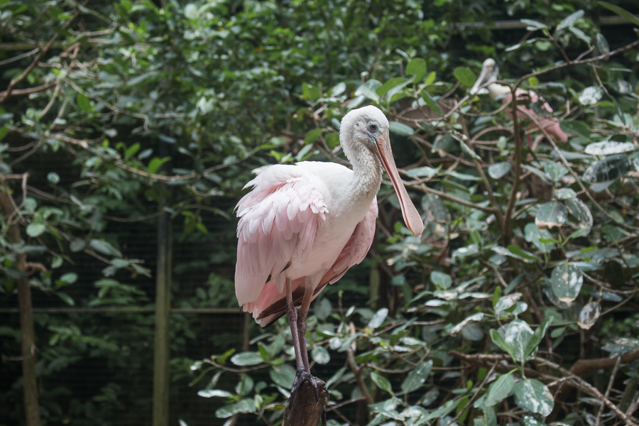 Spoonbill in Jurong Bird Park