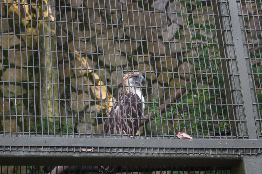 Philippine Eagle in Jurong Bird Park