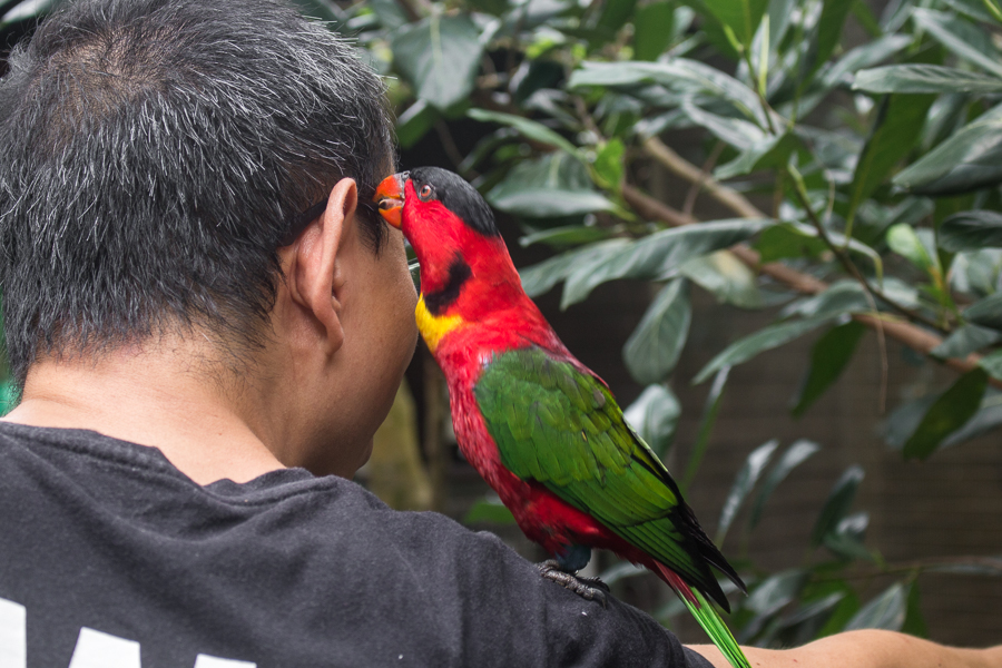 Feeding Lories at Jurong Bird Park