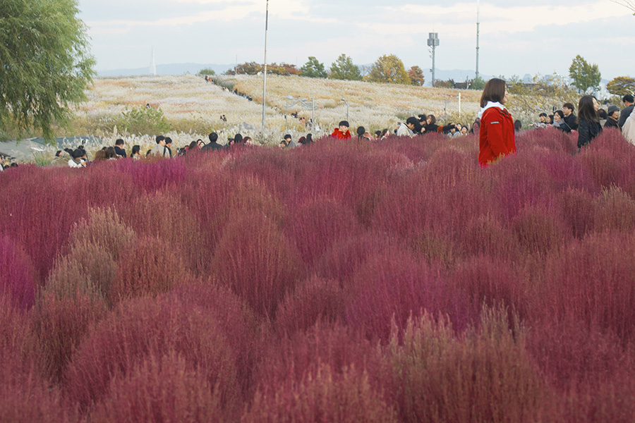 Pink Muhly Fields in Haneul Park