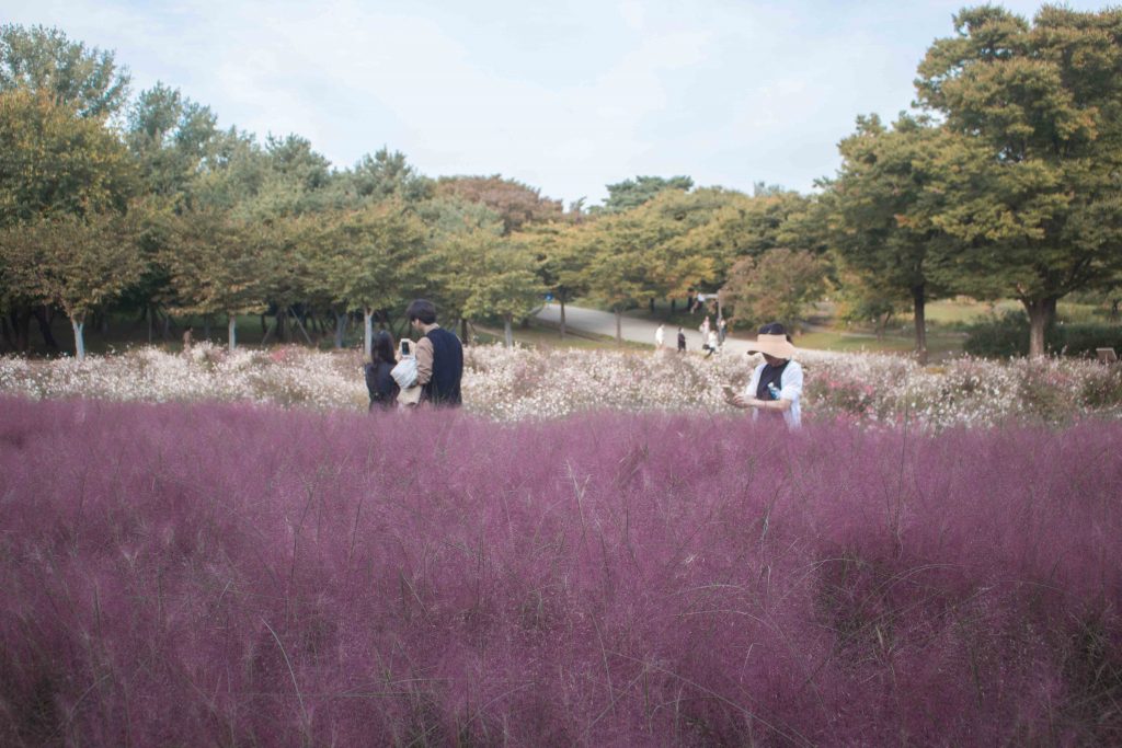 Pink Muhly Field in Seoul Olympic Park