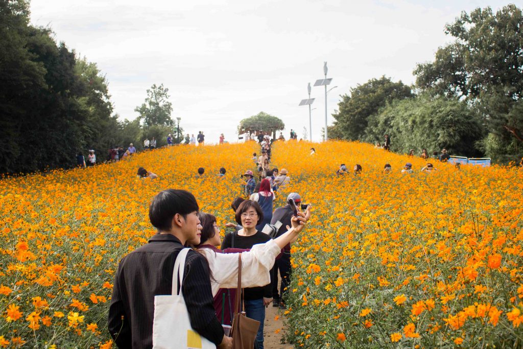 Yellow Cosmos Field in Seoul Olympic Park