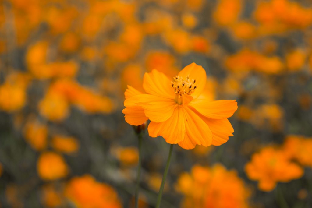 Close Up Shot of a Yellow Cosmos Flower in Seoul Olympic Park