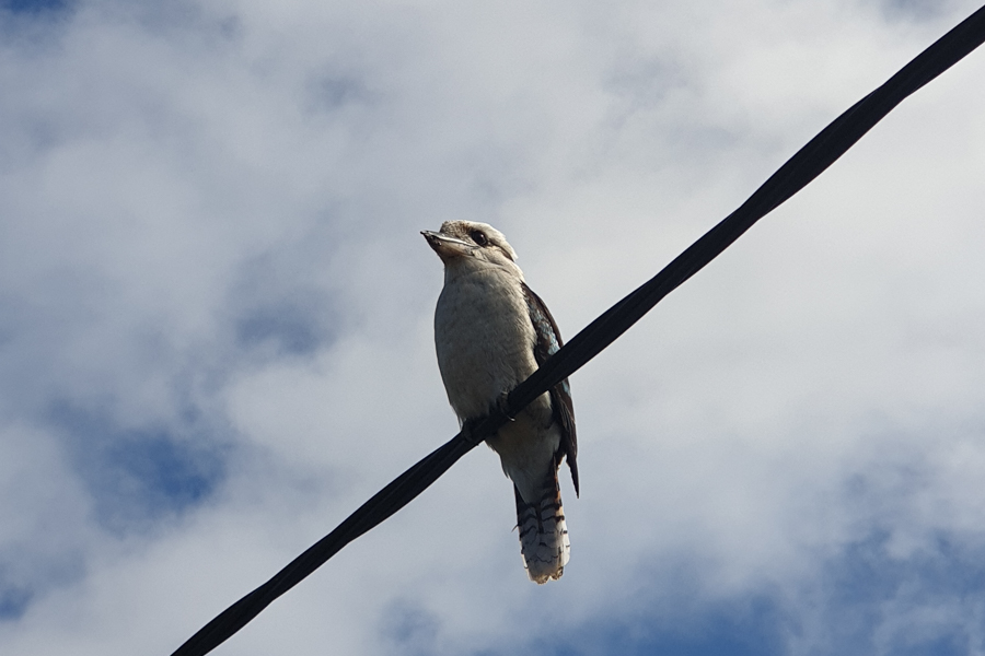 Kookaburra Spotted near Kennet River