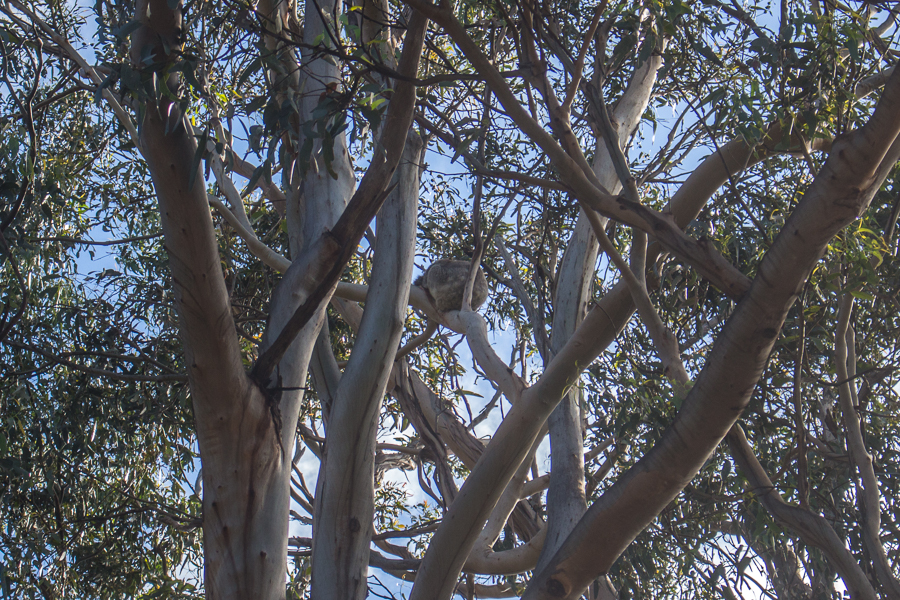 Koala Spotting in Kennet River