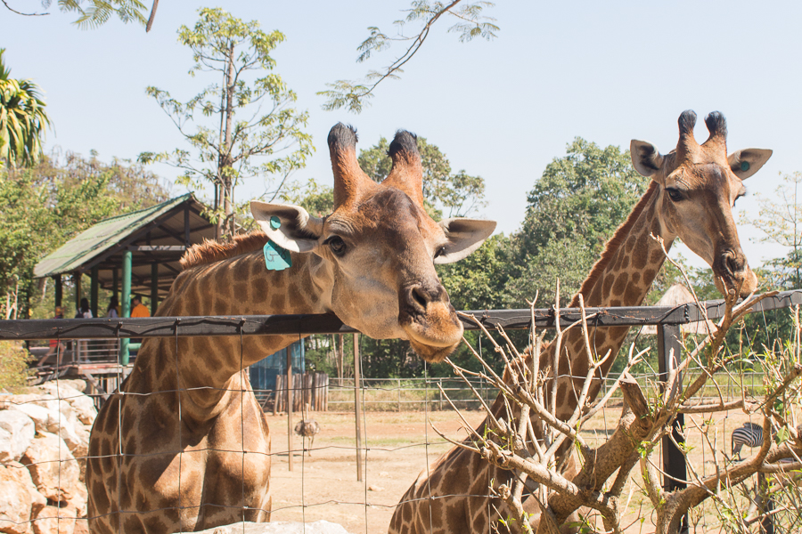 Giraffes at Bonanza Exotic Zoo Khao Yai