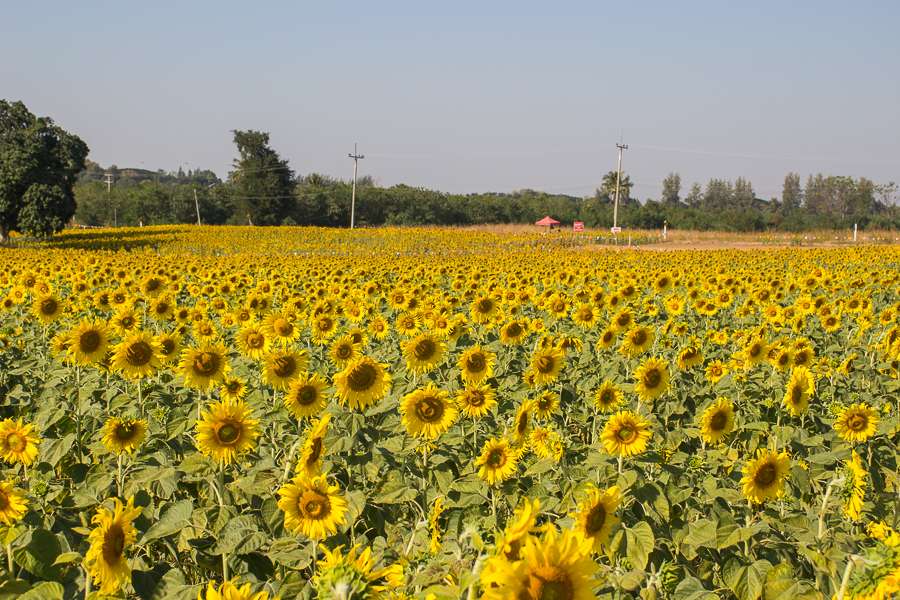 Sunflower Fields in Khao Yai