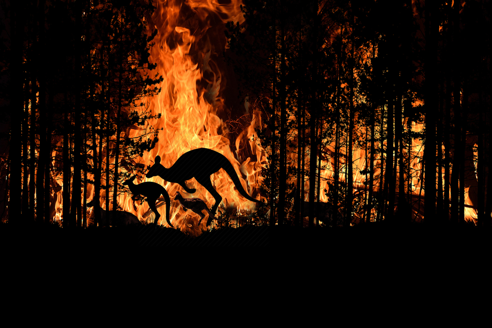 Kangaroo is an Australian Bushfire