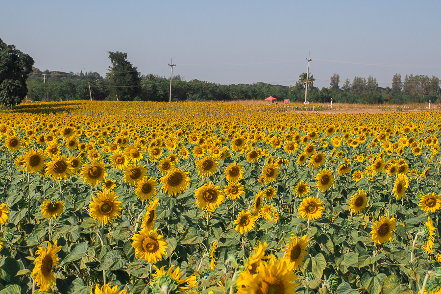 Field of Sunflowers in Khao Yai