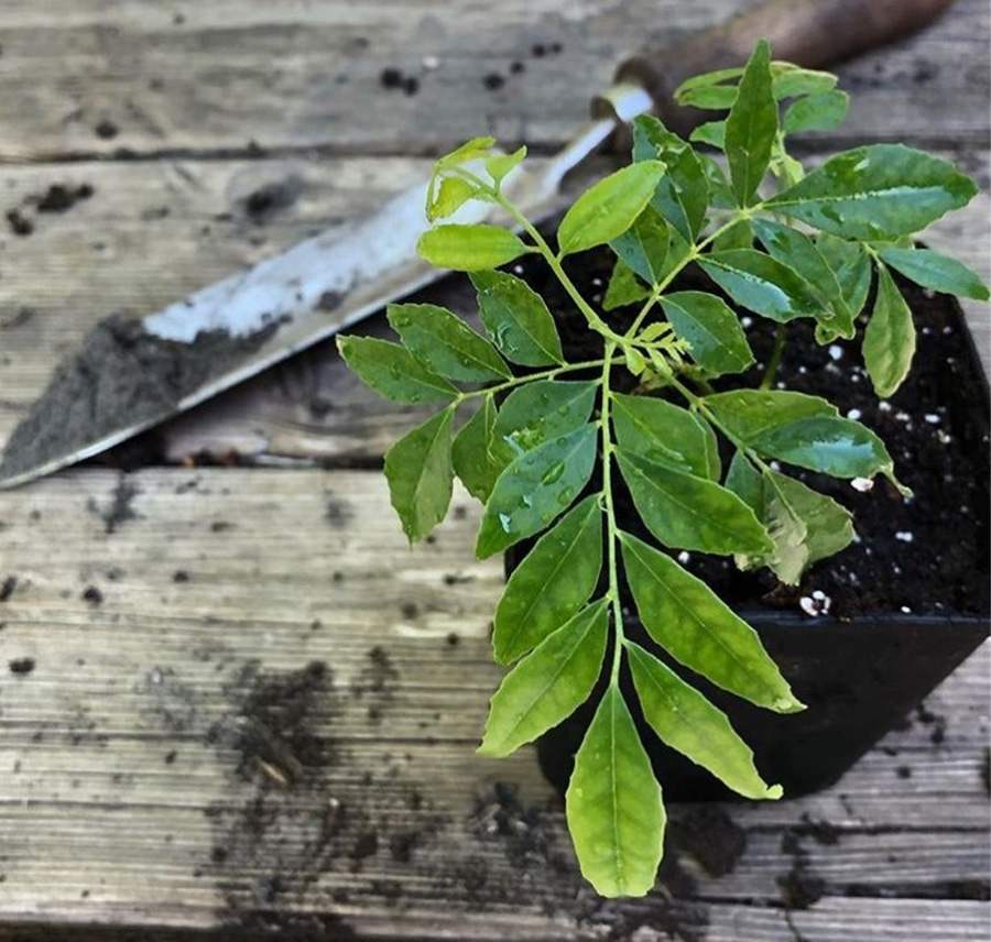 How to Grow Curry Leaves