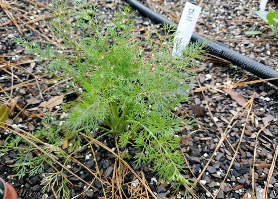 Growing Dill at Home