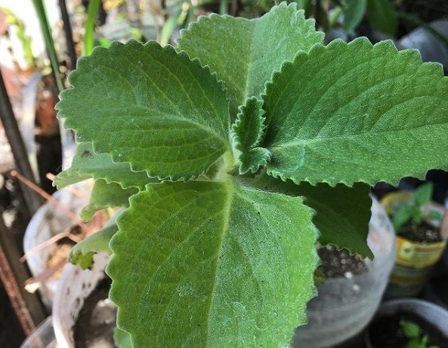 Oregano Leaves 