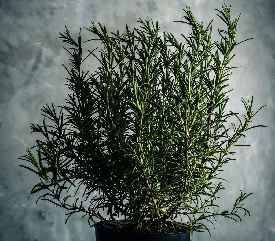 A Pot of Fresh Rosemary Herbs