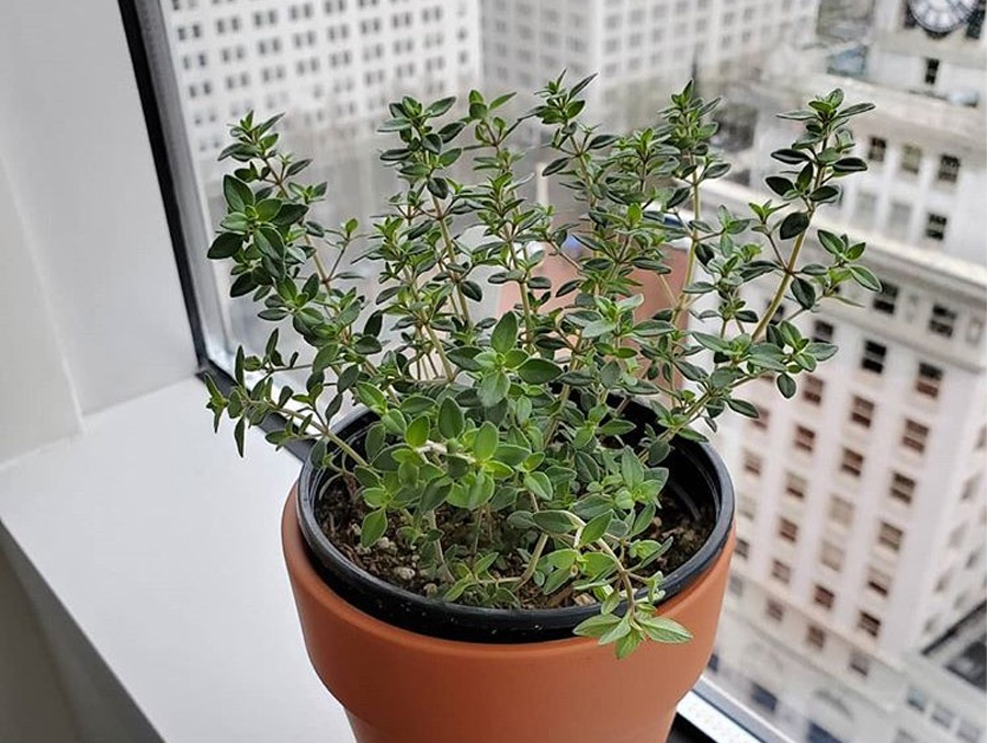 Growing A Pot of Thyme By The Window