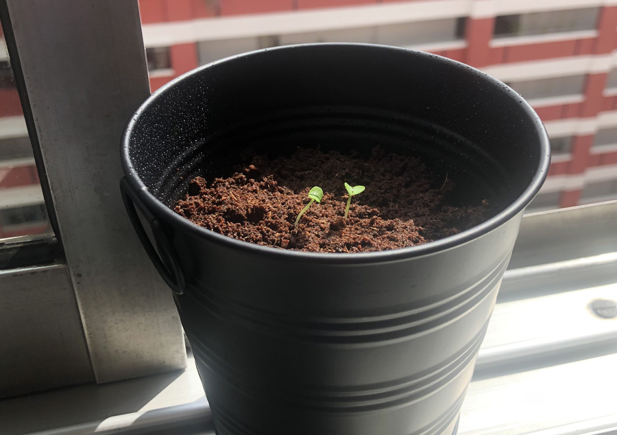 Basil plant germinating