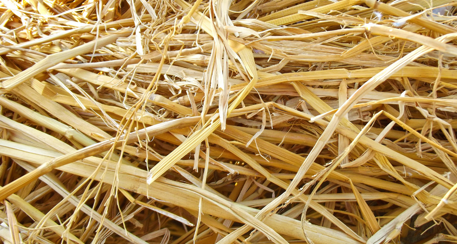 Pile of dried sugarcane