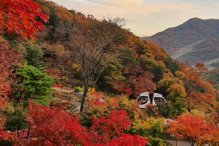 Hwadam Botanic Garden: Famous Autumn Foliage Spot 1-Hour Away From Seoul