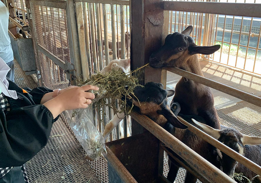 Feeding goats hay at Hay Dairies Goat Farm