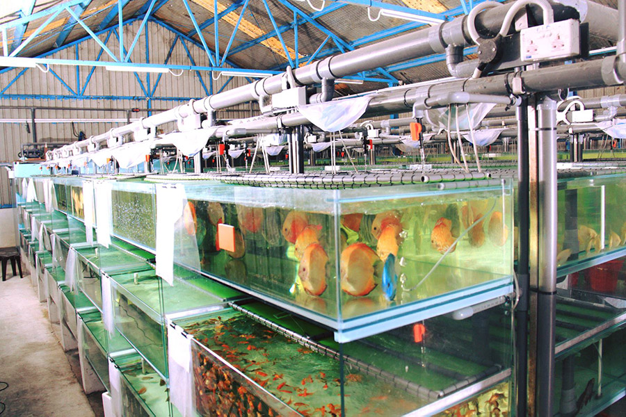 Tanks of tropical fish