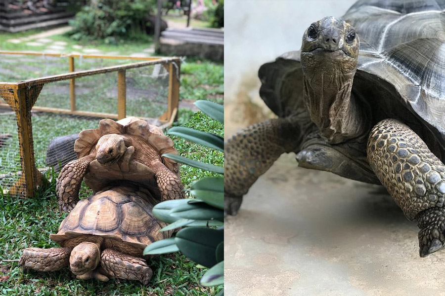 Turtles and Tortoises in Singapore