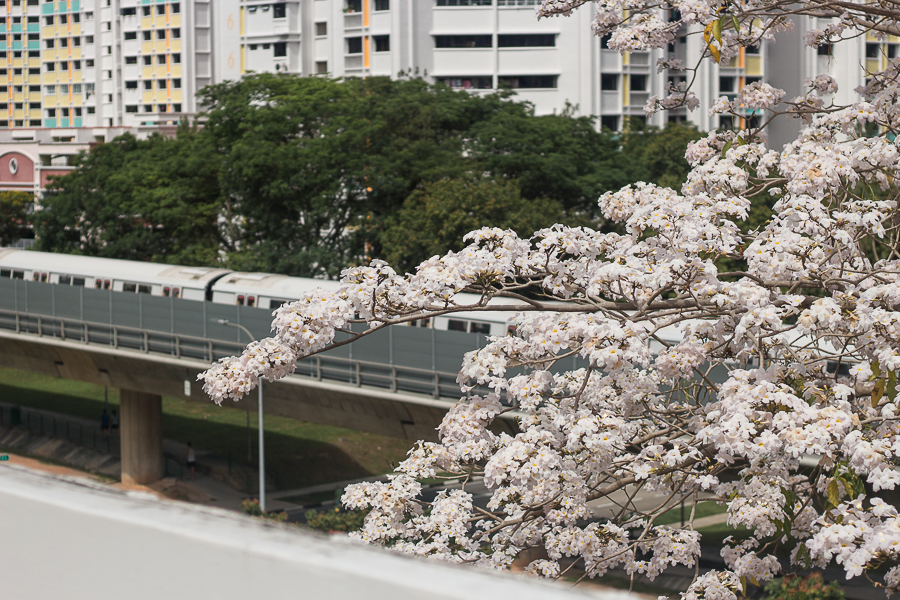 Cherry Blossoms in Singapore