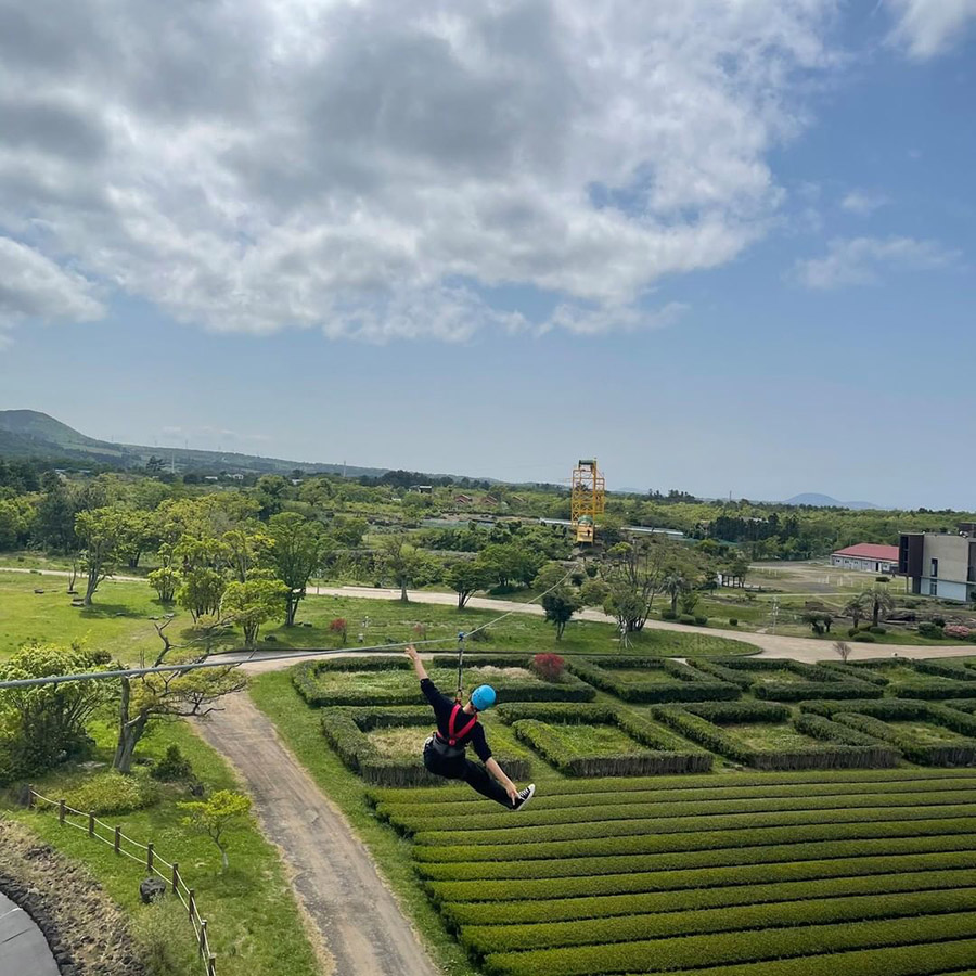 Zipline in Jeju over Green Tea Fields