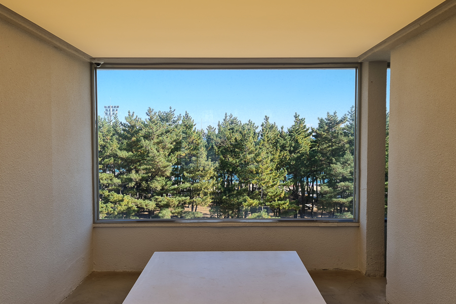 a picturesque view of pine trees from bossanova cafe sokcho