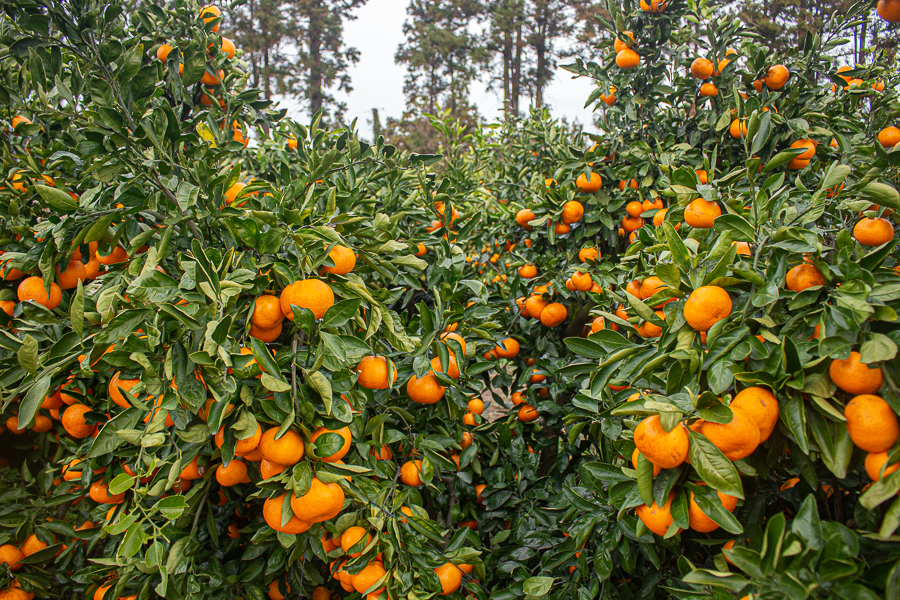 Picking Tangerines in Jeju