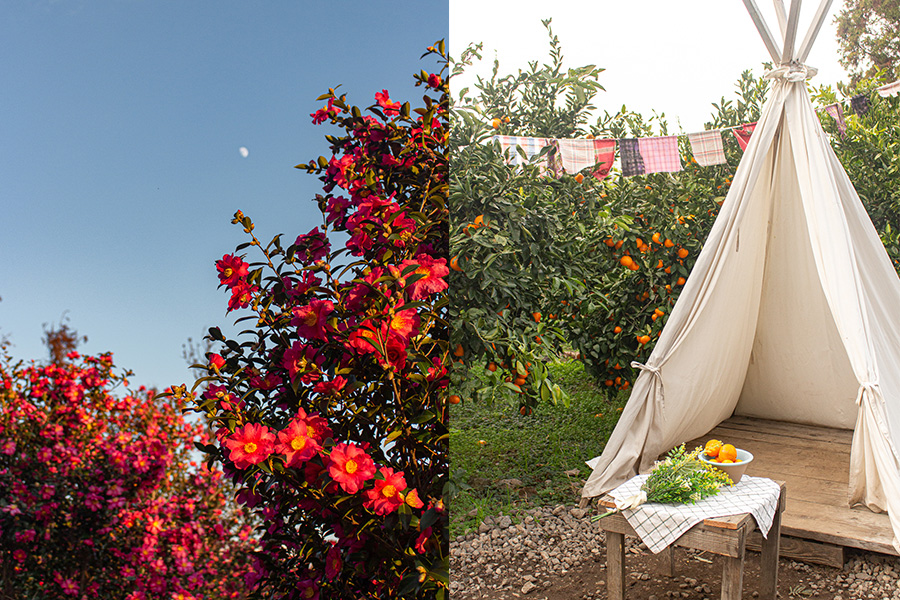 7 Things To Do In Jeju During Winter Tangerine Picking, Climb An Oreum & More