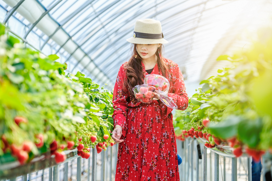 한국 딸기 농장의 소녀