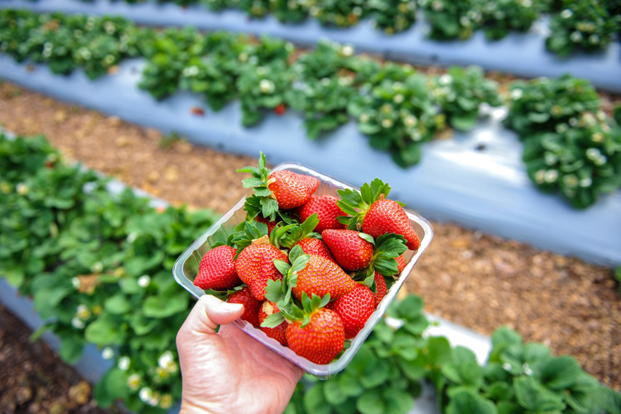 Fresh strawberry in a hand with strawberry field in background at strawberry farm