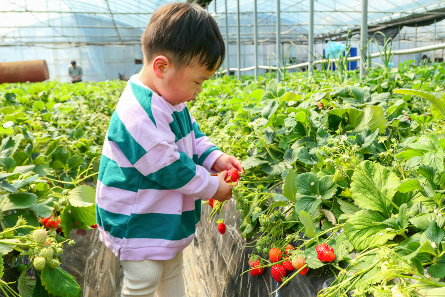 Korean Toddler Picking Strawberries