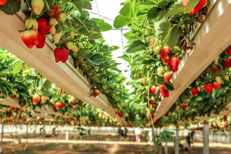 Strawberries handing view from under