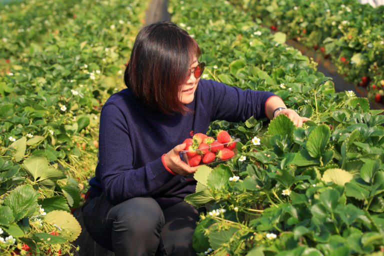 5 Farms in 5 Different Cities For Strawberry Picking in South Korea
