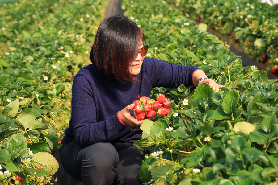 韩国南杨州市草莓田 — 2019年2月：随着季节的临近，这位妇女正在温室里采摘草莓