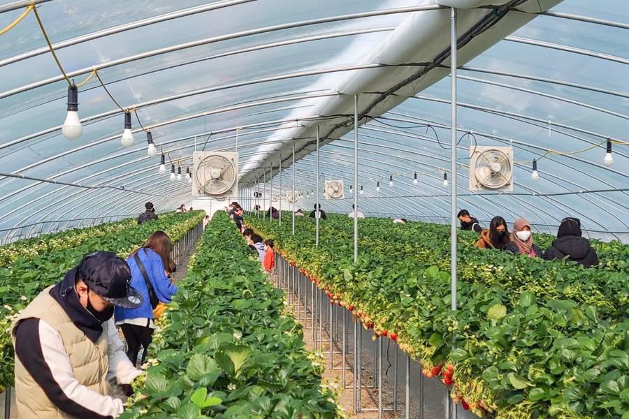 Nonsan Onnuri Strawberry Farm