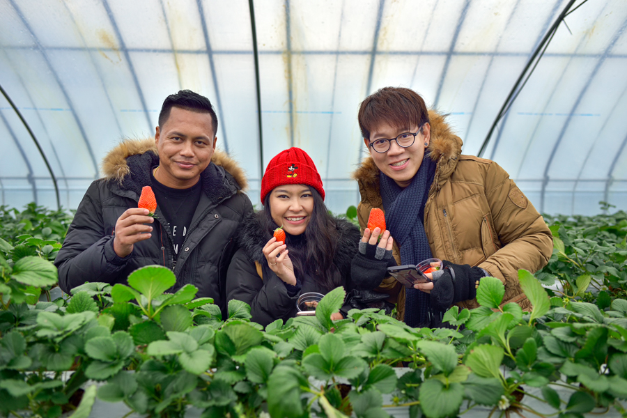 游客在韩国采摘草莓