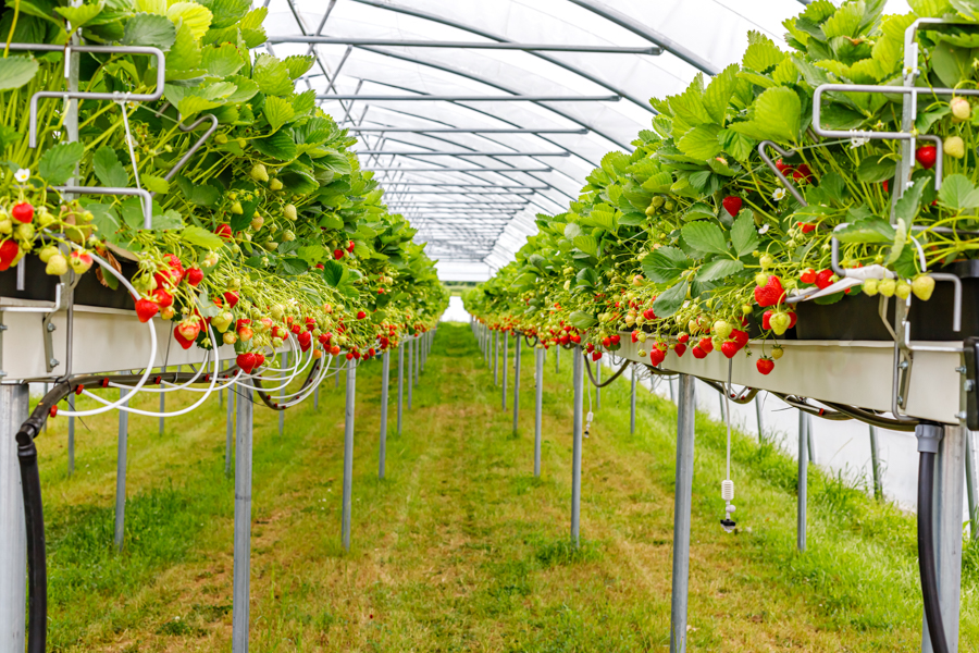 한국의 딸기 농장