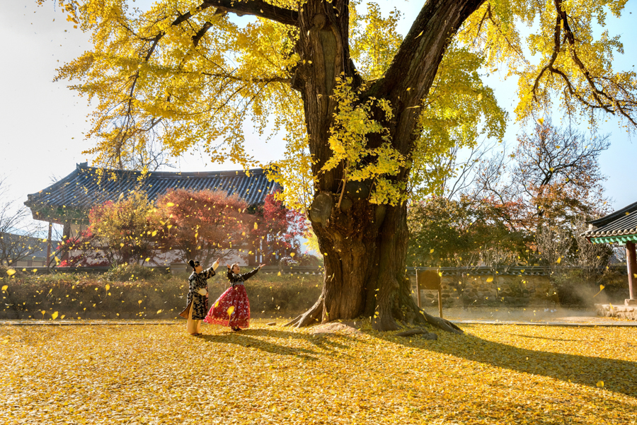 Autumn Gingko Tree in Jeonju Confucius School