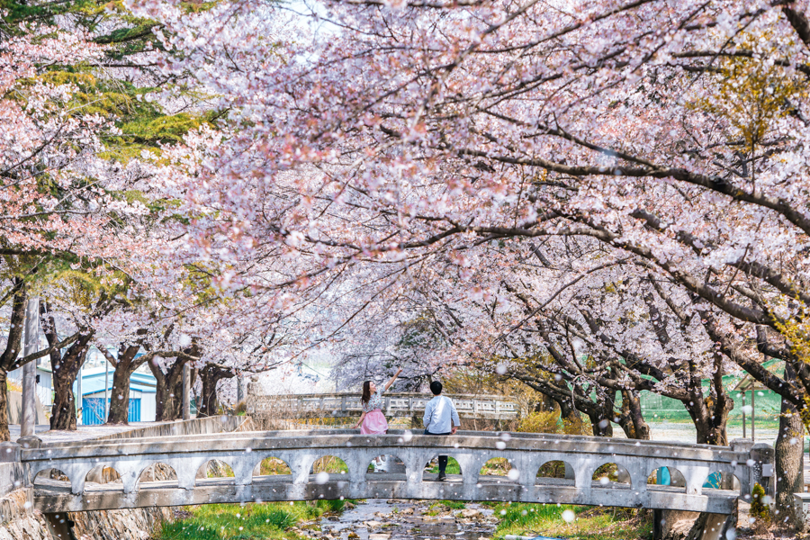 Cherry Blossoms in Korea during Spring