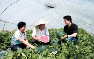 Must-Try Seasonal Fruits of Korea: From Spring to Winter