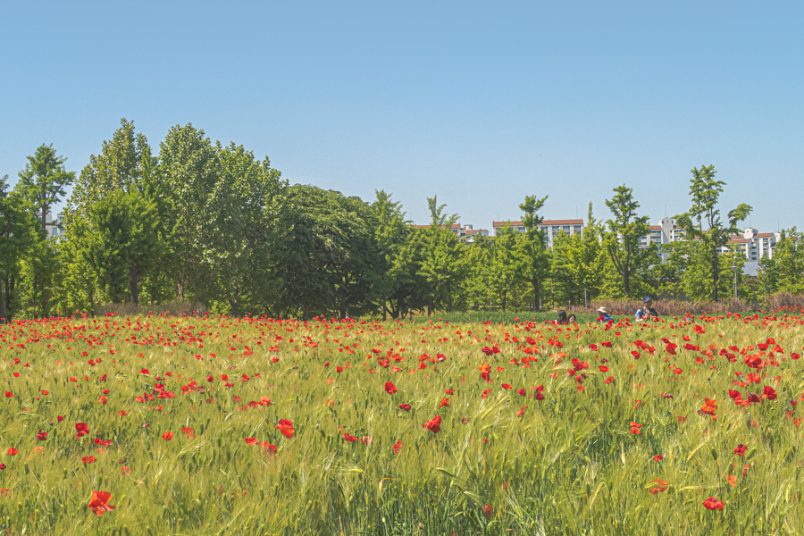 Red Poppy Flower Field in Korea